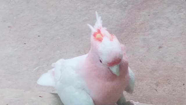 pink and white bird