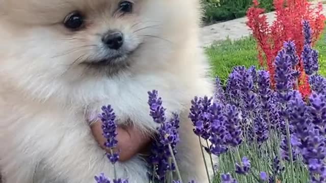 Cute smoll puppy in the garden.