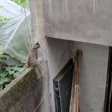 Ninja Cat Jumps To Balcony