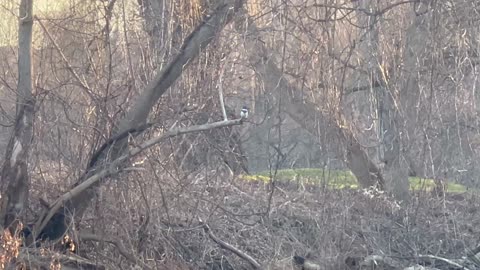 The Belted Kingfisher Humber River Toronto