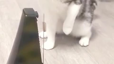 funny animals video 2024