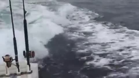 Sharks following a boat