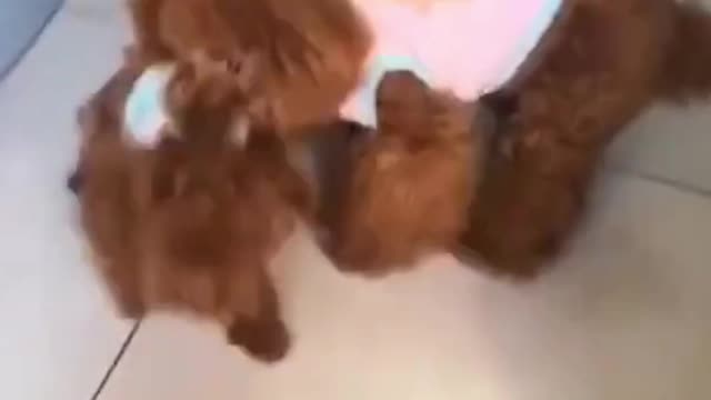 Watch Cute and funny puppies #funniest puppies in the world