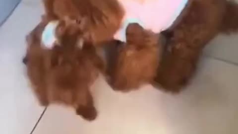 Watch Cute and funny puppies #funniest puppies in the world