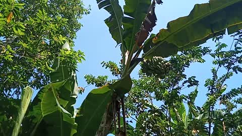 Banana tree in fruiting