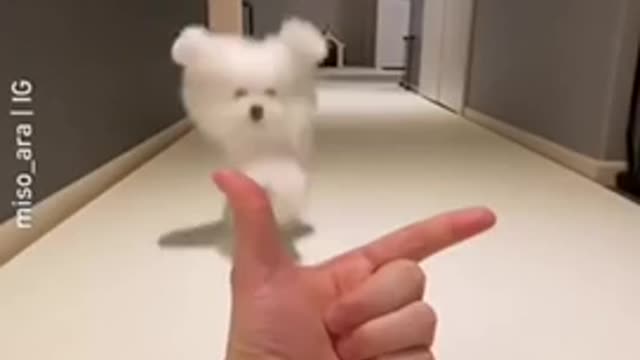 🤣 Funny Dog Compilation - Cute Puppy 🥰