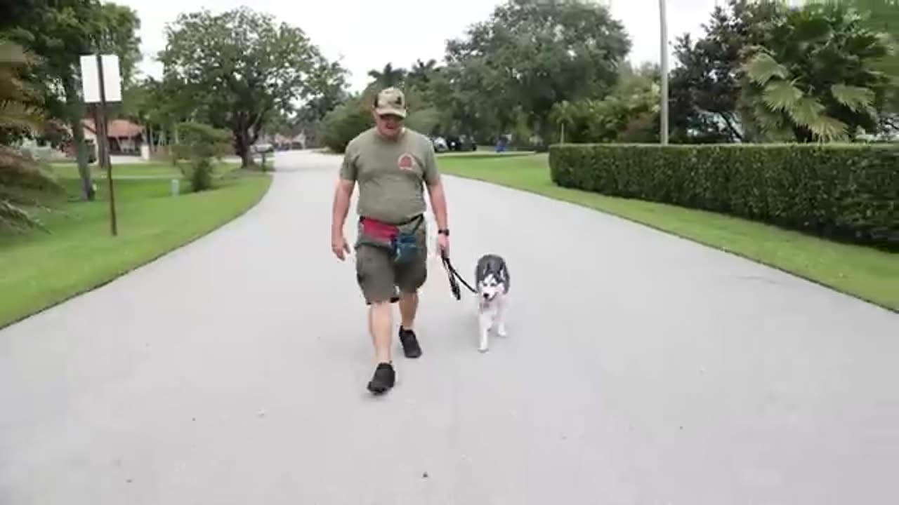 STOP Leash Pulling with AYN BREED Right NOW!! SO EASY!