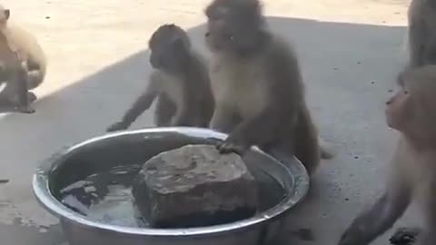 ##funny🤑🤑🤑🤑🤑🐸🥰🥰🥰🥰monkey and fox video