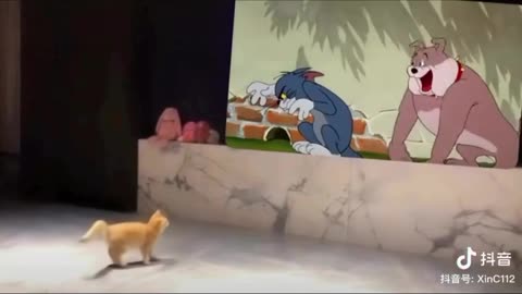 Real.life Tom and Jerry