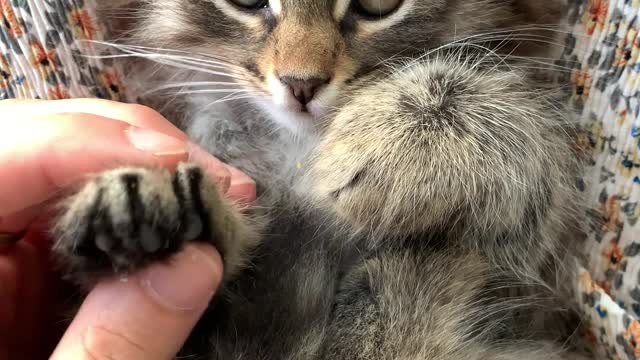 Cat Massage funny Reaction