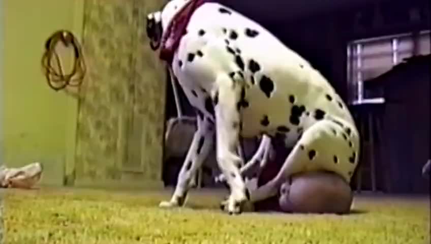 OMG!!! What is DOG doing with the KID ???