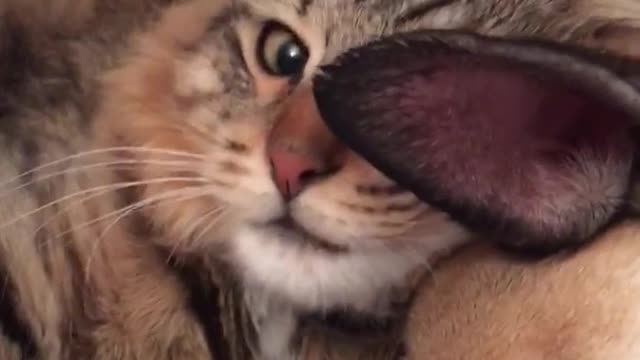 Cat plays with dog ear