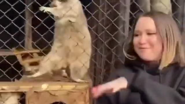 Funny raccoon dancing like the girl