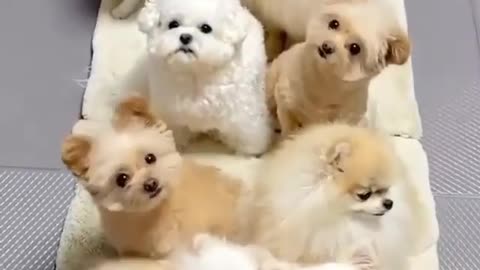 Cutest Puppies Ever