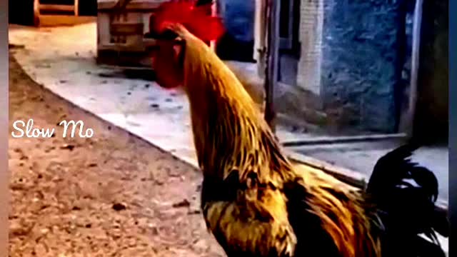 Funny cock