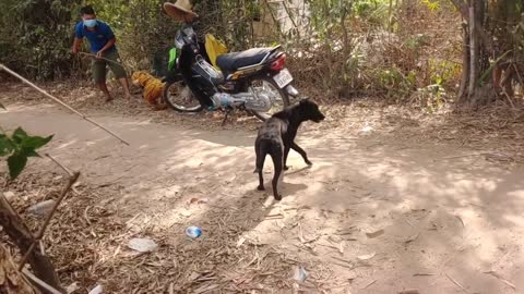 Very Funny Fake Tiger Prank With Dog