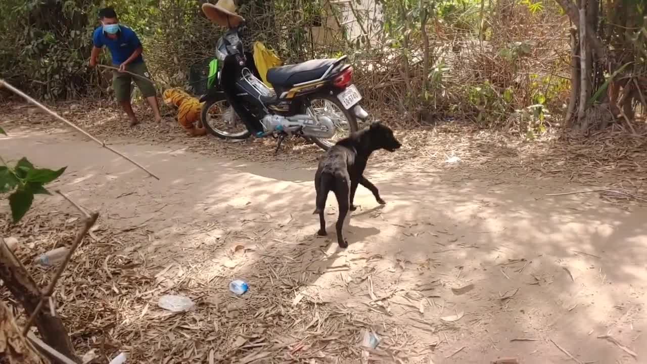 Very Funny Fake Tiger Prank With Dog