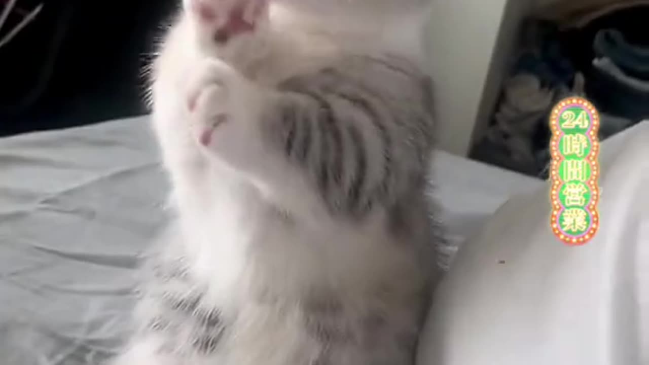 Oh my kitten is ....