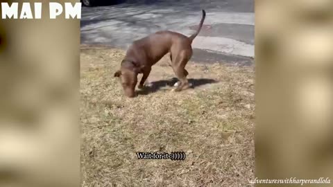 Funniest Dogs video compilation will make you lol