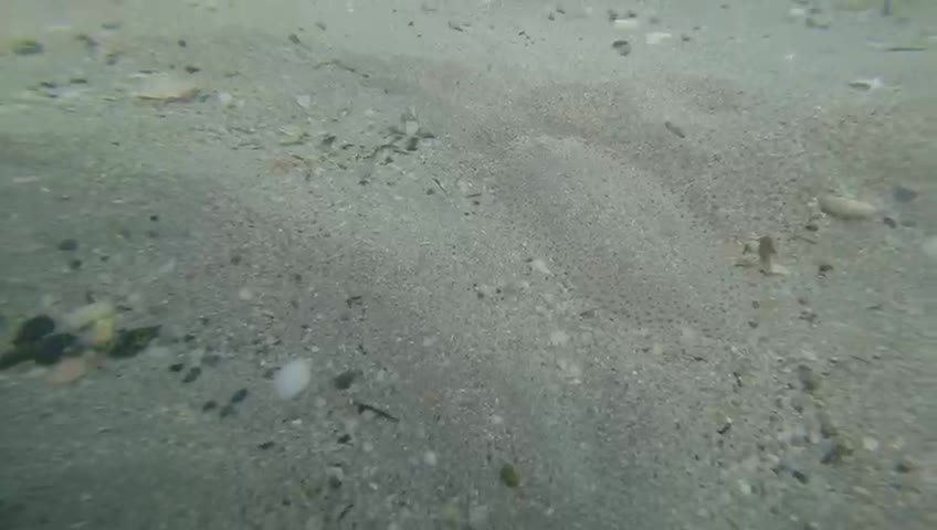 Underwater Fish looks like Sand