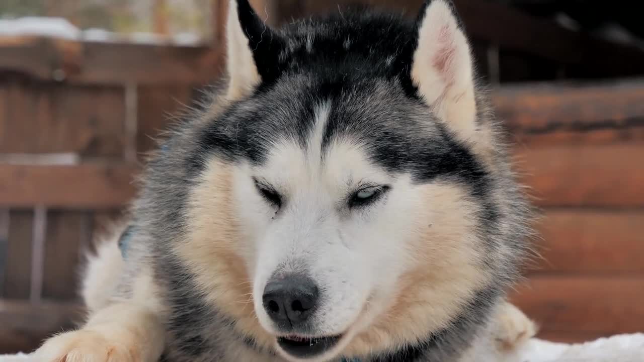 A sleepy husky in the kennel enjoying snowy weather. Close-up portrait