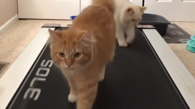 Sports Cats
