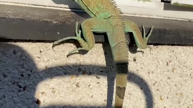 Cats Are Jealous Of The Attention Their Iguana Brother Is Getting From Their Dad...