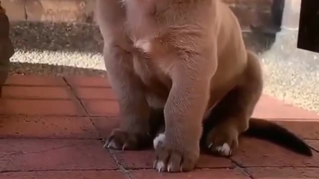 Cute_Puppy_😍_._Cute_American_bully_puppy_#shots_#shorts_#shortvideo_#shotvideo