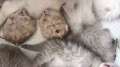 Watch the mouse sleep in the cat's arms