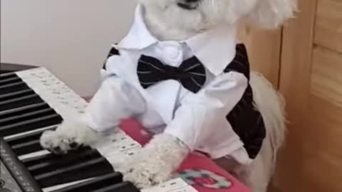 Funny Piano Playing Cute Puppy #Shorts