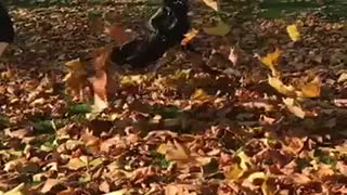 Throw fall orange leaves black dog flips slow motion