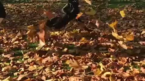 Throw fall orange leaves black dog flips slow motion