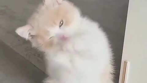 Cat cute funny video