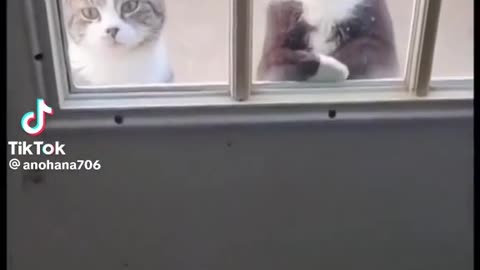 Cat video