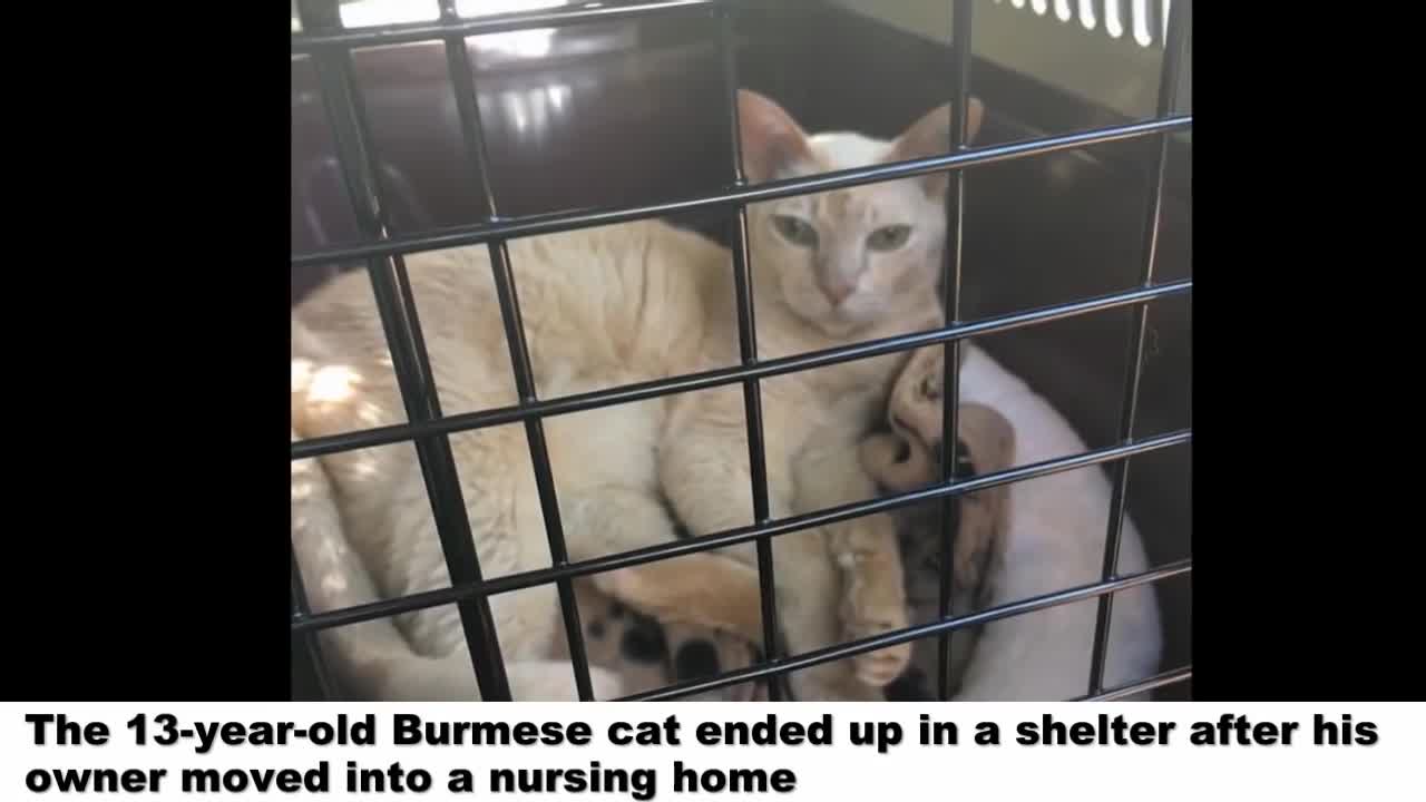 Kind Woman Adopted A 13 Year Old Cat From The Shelter