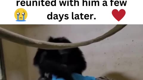 A sick baby chimp is returned to it's mother! ❤️‍🔥🐒