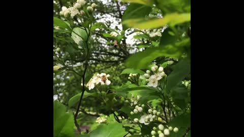 S2E18. Hawthorn in Bloom.