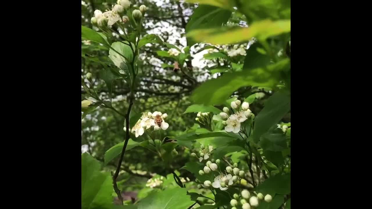 S2E18. Hawthorn in Bloom.