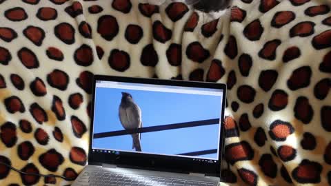 The cat wonders where this bird came from?