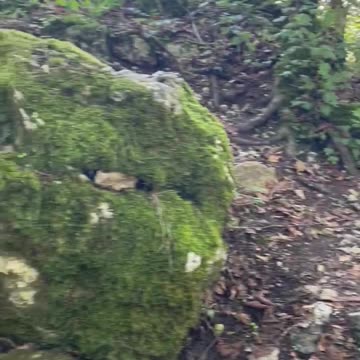 Freedom Cash Geocaching Paper Wallet - Dinosaurs