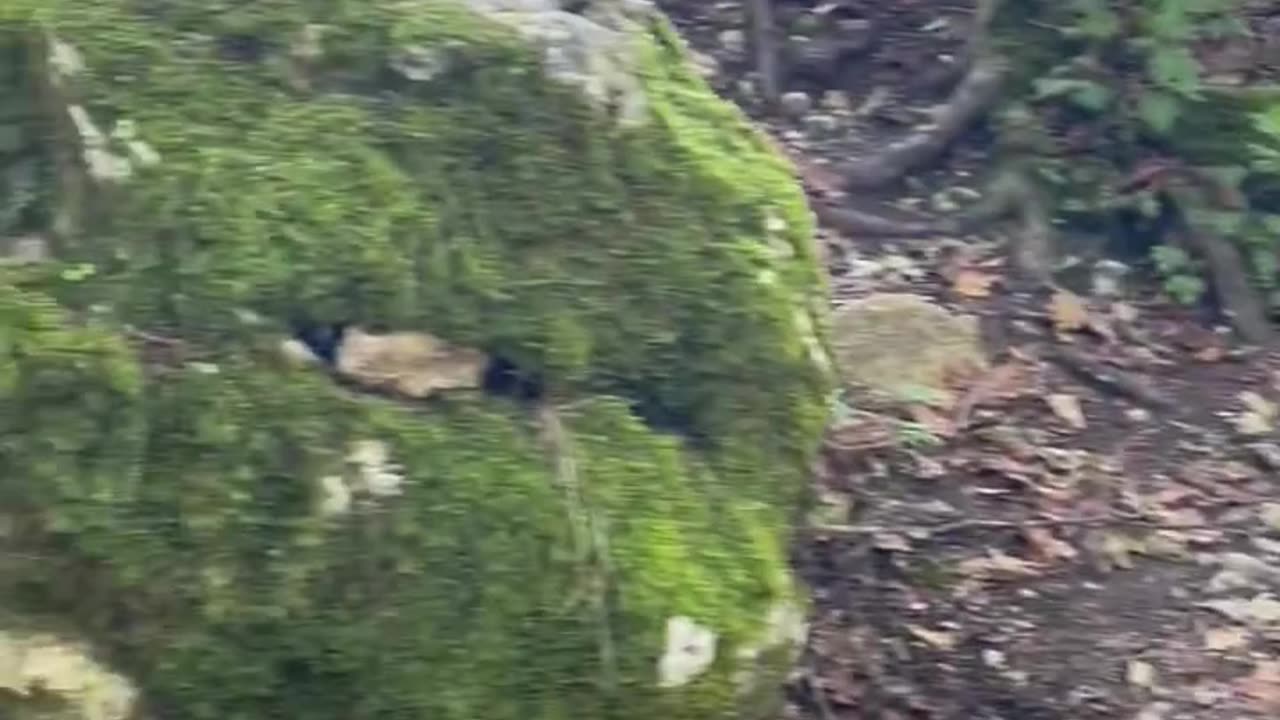 Freedom Cash Geocaching Paper Wallet - Dinosaurs