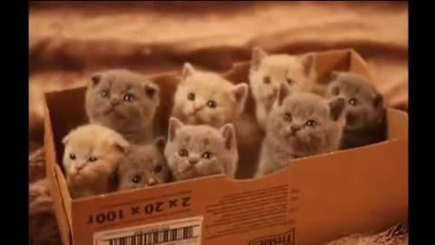 cutest animals in the world 😱