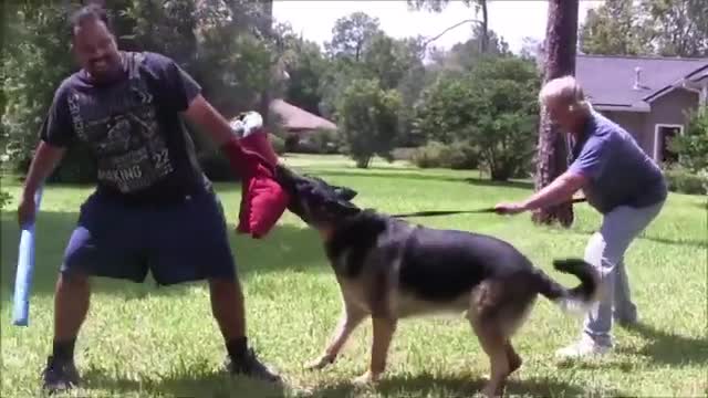 AGGRESSIVE DOG TRAINING 100% SIMPLE