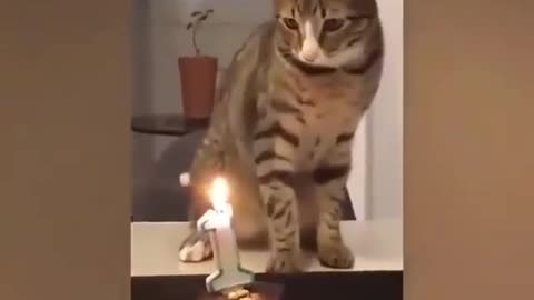 Cats #catsfordepression #cats #catsoftiktok ...