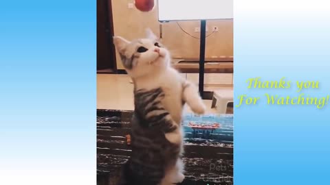 Cute Funny animals compilations #1