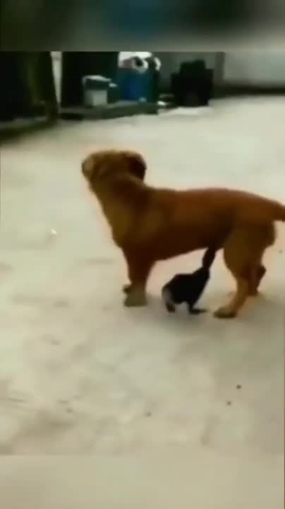 Compilation of My Labrador Puppy Playing and Enjoying But Seriously Who Plays Like This?