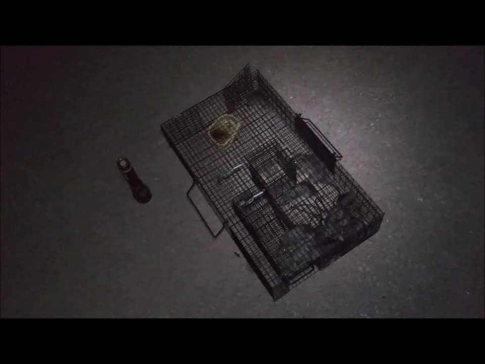 🐀 Review of "Ratinator" Live Rat Trap & Releasing Dozen Rats ❤🐀🐀🐀🐀🐀🐀🐀🐀🐀🐀🐀🐀