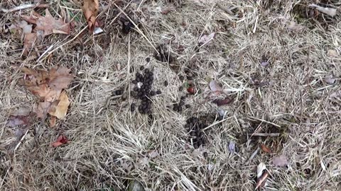 Deer Droppings