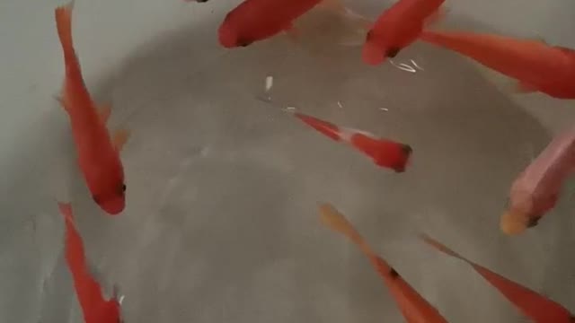The goldfish