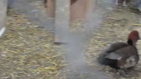 Booted bantam (mother, father and chicks)